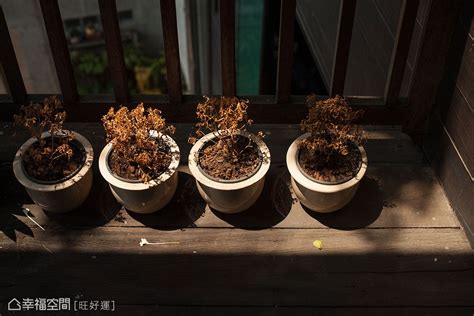 榕樹招陰|【風水特輯】以為空氣好清新？家中擺錯植物恐招陰！。